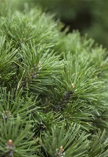 Nadeln - Koniferen