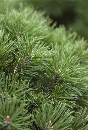 Nadeln - Koniferen