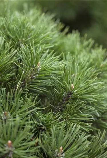 Nadeln - Koniferen