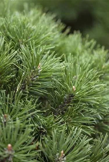 Nadeln - Koniferen