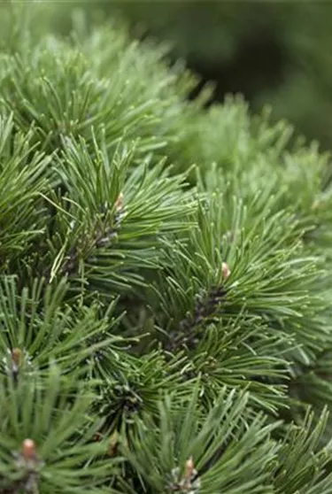 Nadeln - Koniferen