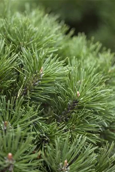 Nadeln - Koniferen
