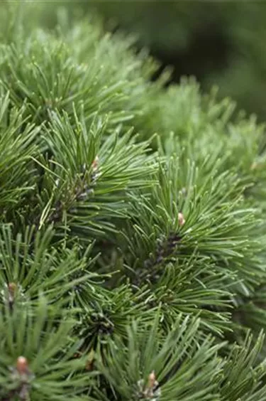 Nadeln - Koniferen