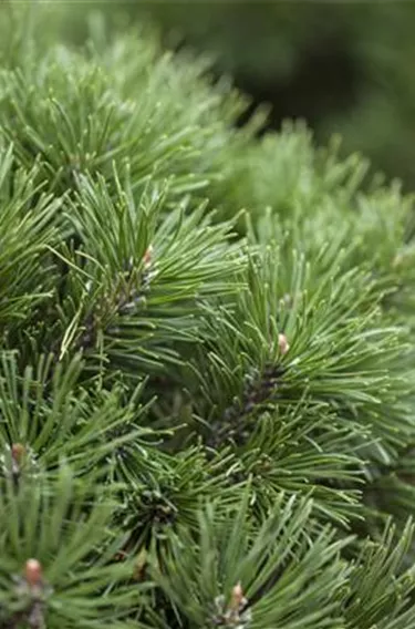 Nadeln - Koniferen