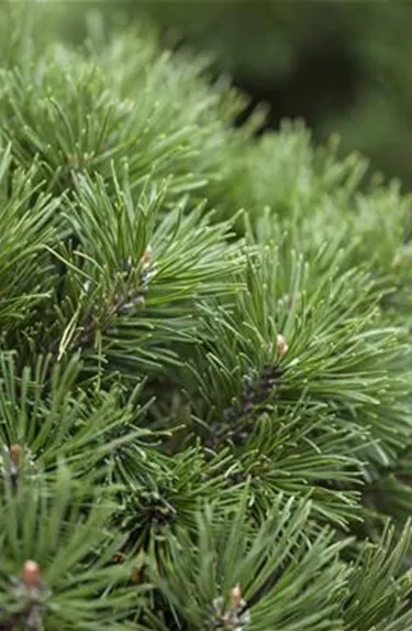 Nadeln - Koniferen