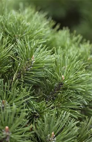 Nadeln - Koniferen