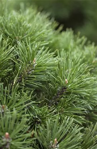 Nadeln - Koniferen