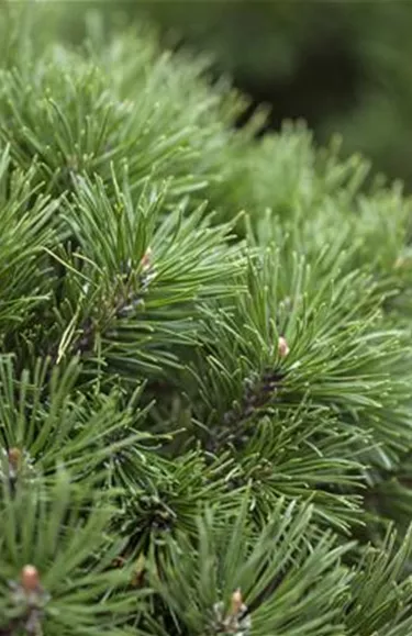 Nadeln - Koniferen
