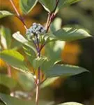 Hartriegel 'Siberian Pearls' - Cornus alba 'Siberian Pearls'