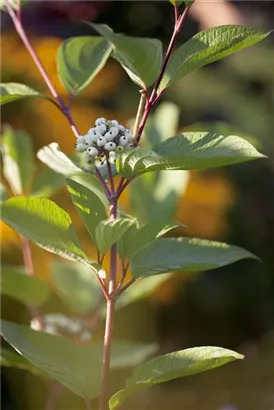 Hartriegel 'Siberian Pearls' - Cornus alba 'Siberian Pearls'