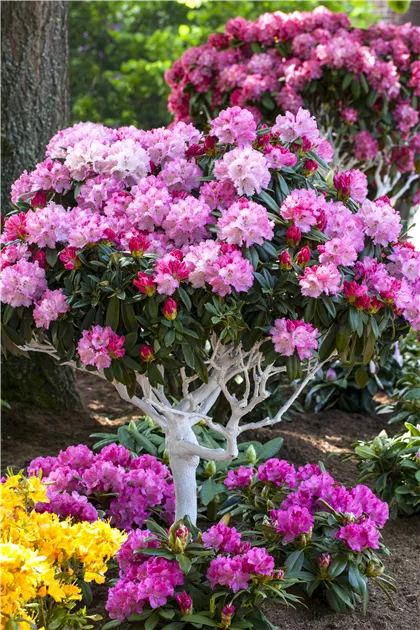 Rhododendron yak.'Arabella' I, Yaku-Rhododendron 'Arabella' - Semper Verde  Pflanzenzentrum Ullmer GbR