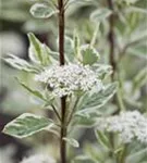Weißbunter Hartriegel - Cornus alba 'Elegantissima'