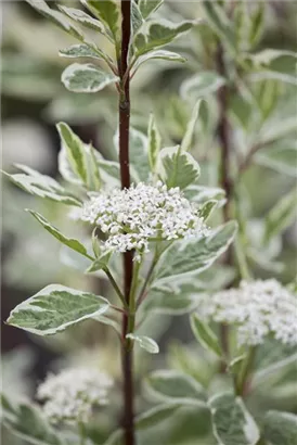 Weißbunter Hartriegel - Cornus alba 'Elegantissima'