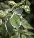 Weißbunter Hartriegel - Cornus alba 'Elegantissima'