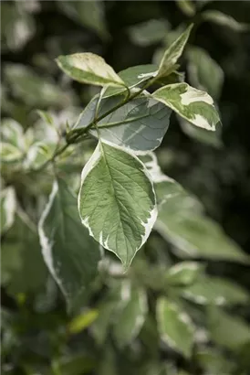 Weißbunter Hartriegel - Cornus alba 'Elegantissima'