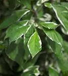 Weißbunter Hartriegel - Cornus alba 'Elegantissima'