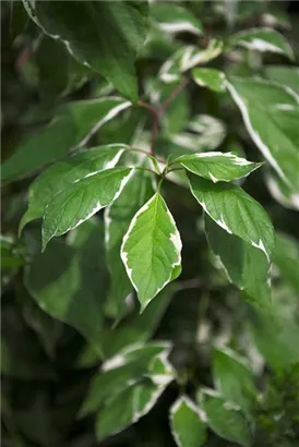 Weißbunter Hartriegel - Cornus alba 'Elegantissima'