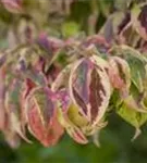 Amerik.Blumen-Hartriegel - Cornus florida