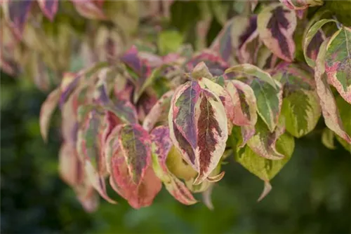 Amerik.Blumen-Hartriegel - Cornus florida
