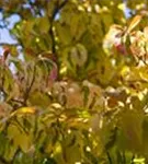 Amerik.Blumen-Hartriegel - Cornus florida