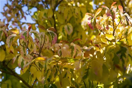 Amerik.Blumen-Hartriegel - Cornus florida