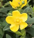 Großblumiges Johanniskraut 'Hidcote' - Hypericum 'Hidcote'