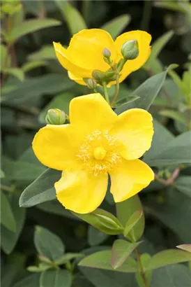 Großblumiges Johanniskraut 'Hidcote' - Hypericum 'Hidcote'
