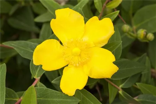 Großblumiges Johanniskraut 'Hidcote' - Hypericum 'Hidcote'