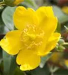 Großblumiges Johanniskraut 'Hidcote' - Hypericum 'Hidcote'