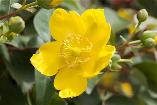 Großblumiges Johanniskraut 'Hidcote' - Hypericum 'Hidcote'