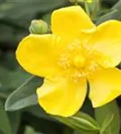 Großblumiges Johanniskraut 'Hidcote' - Hypericum 'Hidcote'