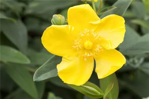 Großblumiges Johanniskraut 'Hidcote' - Hypericum 'Hidcote'