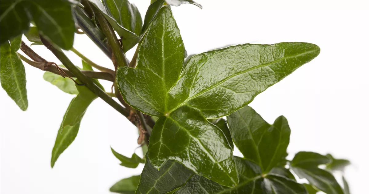 Hedera helix - Kletterpflanzen, Gemeiner Efeu - Semper Verde  Pflanzenzentrum Ullmer GbR