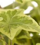 Gemeiner Efeu - Hedera helix - Kletterpflanzen