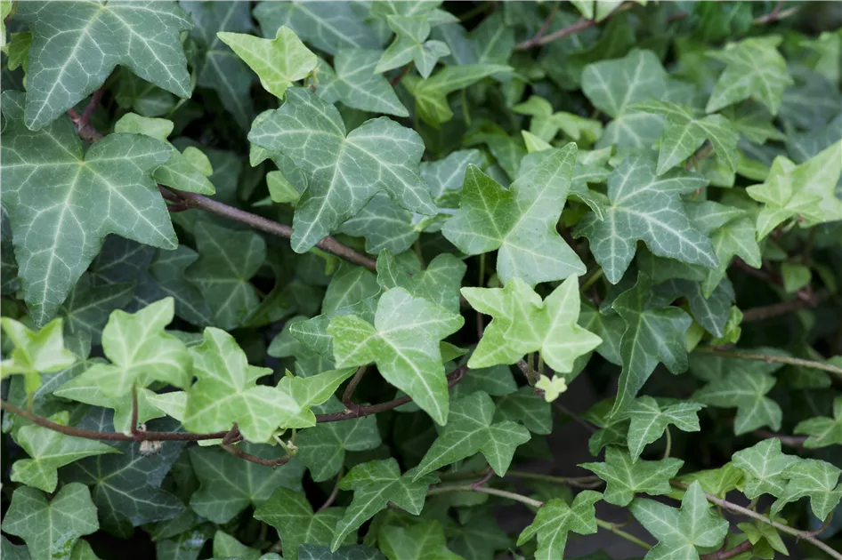 Hedera helix 'Woerner', Efeu 'Woerner' - Semper Verde Pflanzenzentrum  Ullmer GbR
