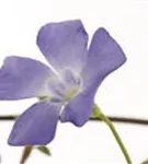 Kleinblättr.Immergrün - Vinca minor