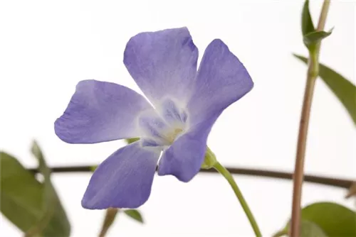 Kleinblättr.Immergrün - Vinca minor
