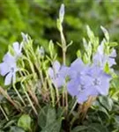 Kleinblättr.Immergrün - Vinca minor