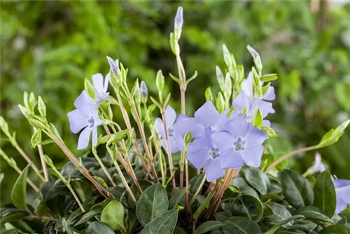 Kleinblättr.Immergrün - Vinca minor