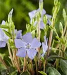 Kleinblättr.Immergrün - Vinca minor