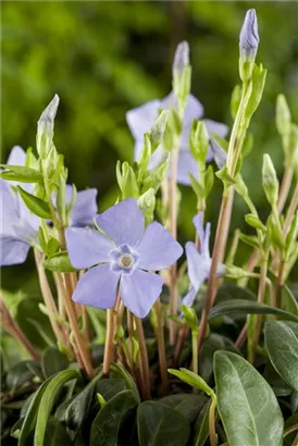 Kleinblättr.Immergrün - Vinca minor