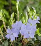 Kleinblättr.Immergrün - Vinca minor