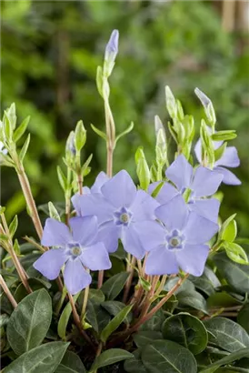 Kleinblättr.Immergrün - Vinca minor