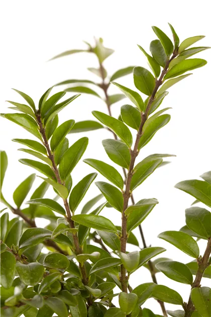 Lonicera pileata 'Moss Green', Heckenmyrte 'Moss Green' - Semper Verde  Pflanzenzentrum Ullmer GbR