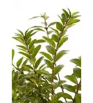 Heckenmyrte 'Maigrün' - Lonicera nitida 'Maigrün'