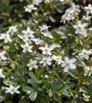 Fingerstrauch 'Nuuk' - Potentilla tridentata 'Nuuk'