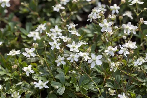 Fingerstrauch 'Nuuk' - Potentilla tridentata 'Nuuk'