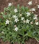 Fingerstrauch 'Nuuk' - Potentilla tridentata 'Nuuk'