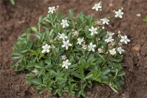 Fingerstrauch 'Nuuk' - Potentilla tridentata 'Nuuk'