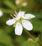 Fingerstrauch 'Nuuk' - Potentilla tridentata 'Nuuk'